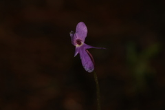 Pinguicula oblongiloba