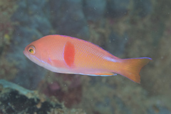 Pseudanthias rubrizonatus
