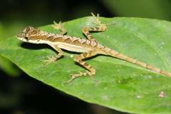 Anolis gracilipes