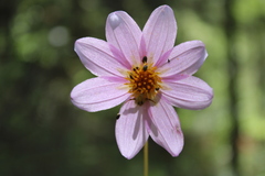 Dahlia sherffii