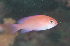 Pseudanthias rubrizonatus