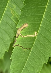 Stigmella intermedia