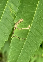 Stigmella intermedia