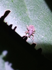 Otiorhynchus smreczynskii