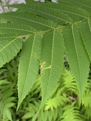 Stigmella intermedia