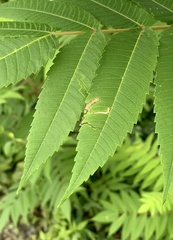 Stigmella intermedia
