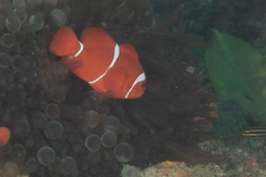 Amphiprion biaculeatus