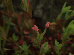 Epilobium hallianum