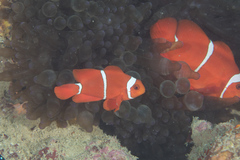 Amphiprion biaculeatus