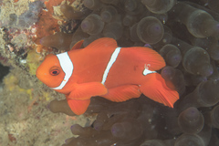 Amphiprion biaculeatus