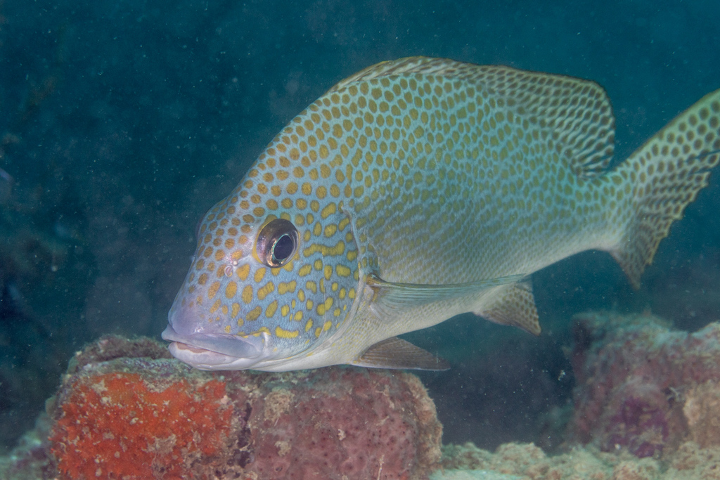 Painted Sweetlips