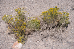 Chrysothamnus greenei