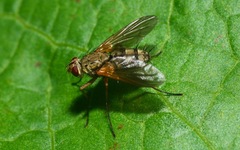Dexiosoma caninum