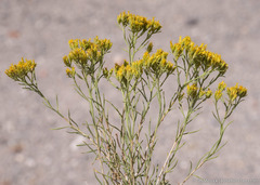 Chrysothamnus greenei