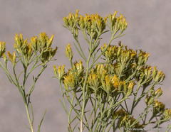 Chrysothamnus greenei