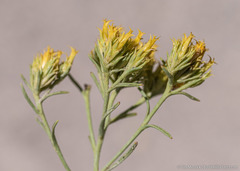 Chrysothamnus greenei