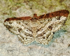 Chiasmia aestimaria