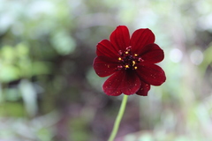 Cosmos concolor