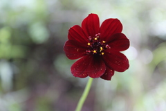 Cosmos concolor