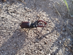 Lucanus cervus