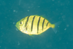 Gnathanodon speciosus