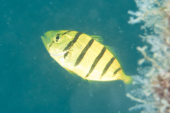 Gnathanodon speciosus