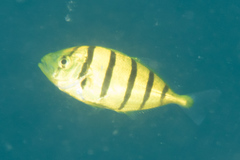 Gnathanodon speciosus