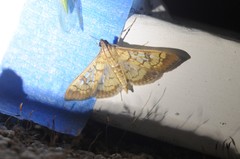 Mimorista subcostalis