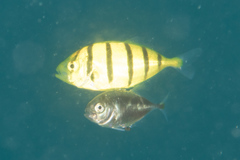 Carangidae