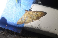 Mimorista subcostalis