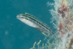 Petroscirtes variabilis