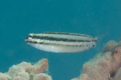 Petroscirtes variabilis