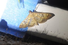 Mimorista subcostalis