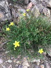 Haplophyton crooksii
