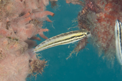 Petroscirtes breviceps