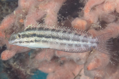 Petroscirtes variabilis