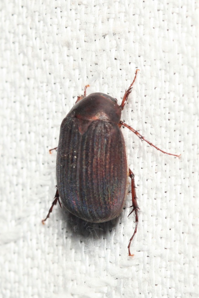 Harvest June Beetle