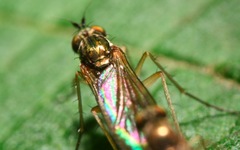 Sybistroma obscurellum