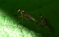 Sybistroma obscurellum