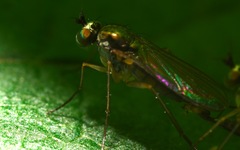 Sybistroma obscurellum