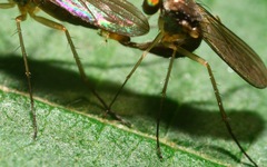 Sybistroma obscurellum