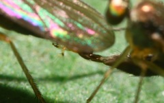 Sybistroma obscurellum