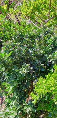 Chenopodium parabolicum