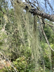 Usnea cavernosa