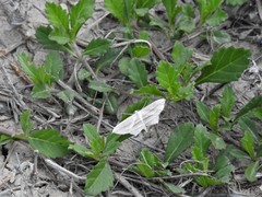 Arcobara multilineata