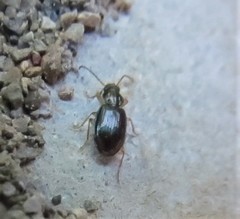 Bembidion iridescens