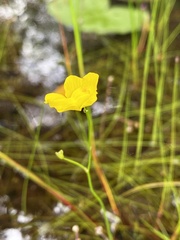 Utricularia striata