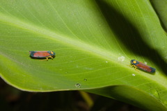 Erythrogonia dorsalis