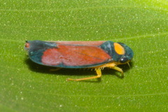 Erythrogonia dorsalis