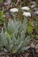 Antennaria lanata